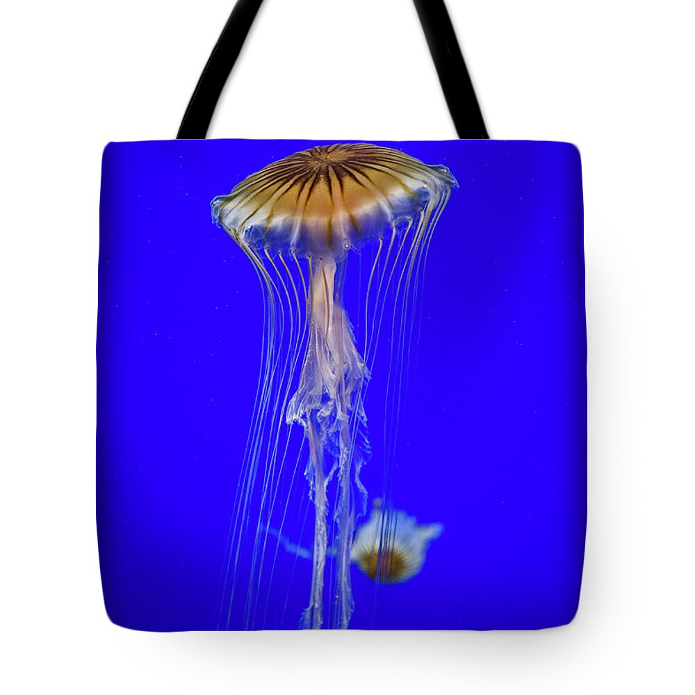 #jellyfish #art #aquarium #sea #ocean #nature #fish #water #photography #sealife #underwater #marinelife #japan #japanese #blue #yellow #gold Tote Bag featuring the photograph Japanese Jellyfish #8 by Kenny Thomas