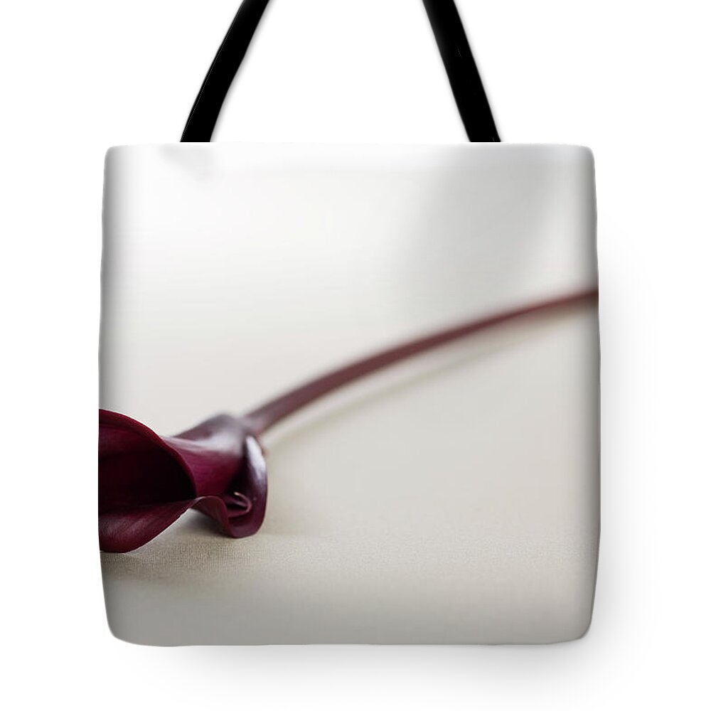 White Background Tote Bag featuring the photograph A Dark Red Calla Lily Zantedeschia by Jane