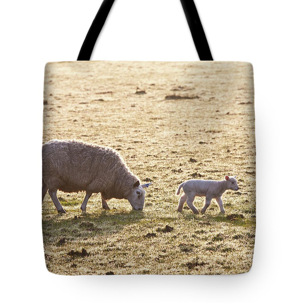 Grass Tote Bag featuring the photograph A Ewe And Lamb On A Frosty Field by Paul Quayle / Design Pics