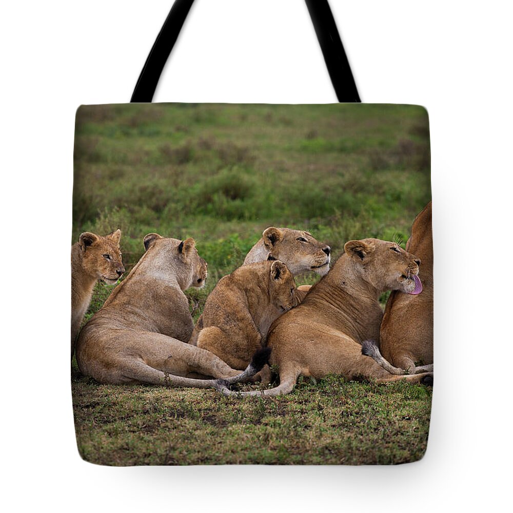 Scenics Tote Bag featuring the photograph A Family Of A Lion And Her Cubs On The by Mint Images - Art Wolfe