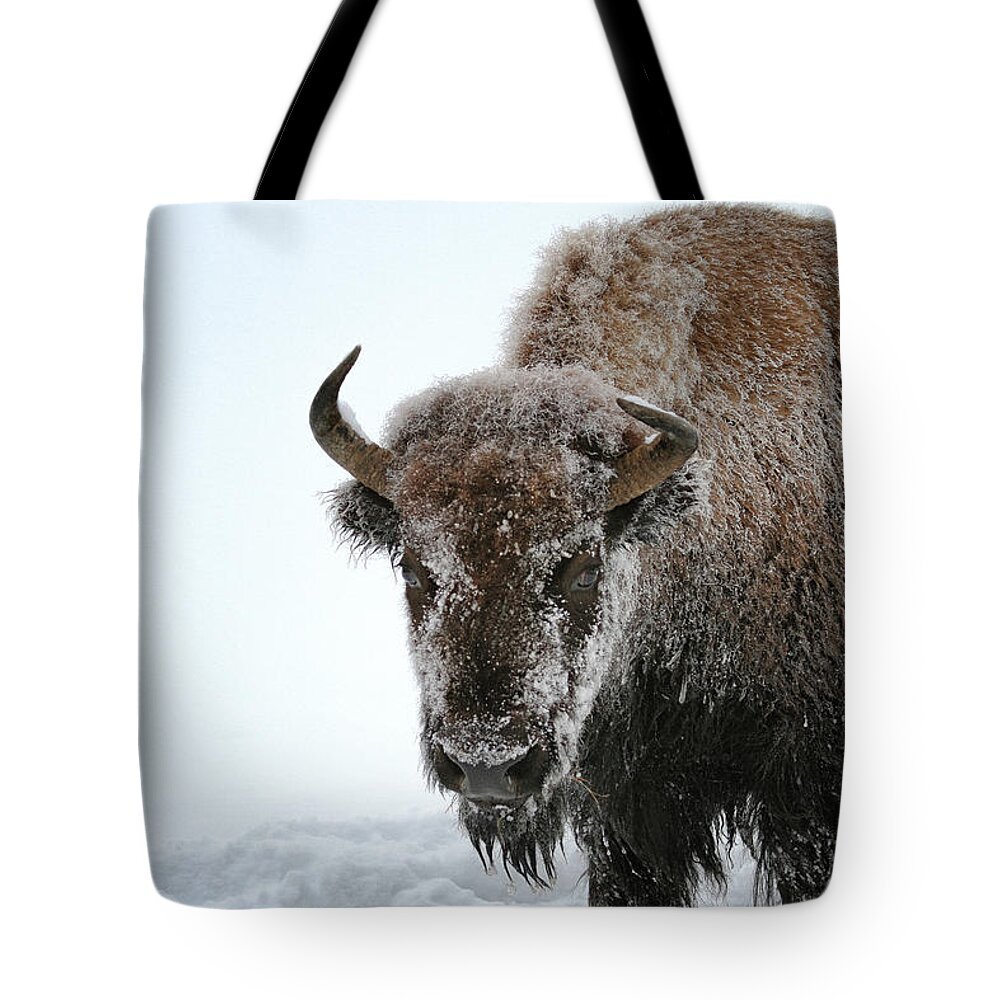Yellowstone Tote Bag featuring the photograph A Frosty Morn by Susan Rissi Tregoning