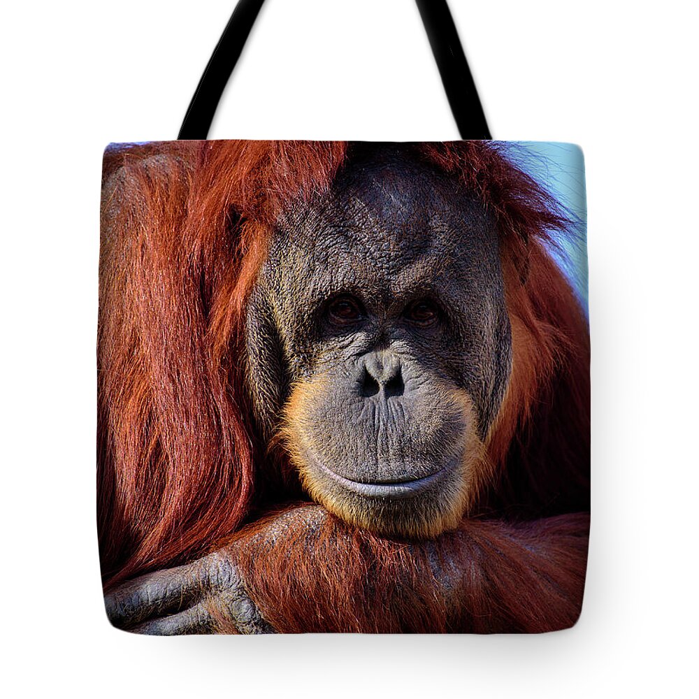 Orangutan Tote Bag featuring the photograph A Happy Orangutan by Bill Frische