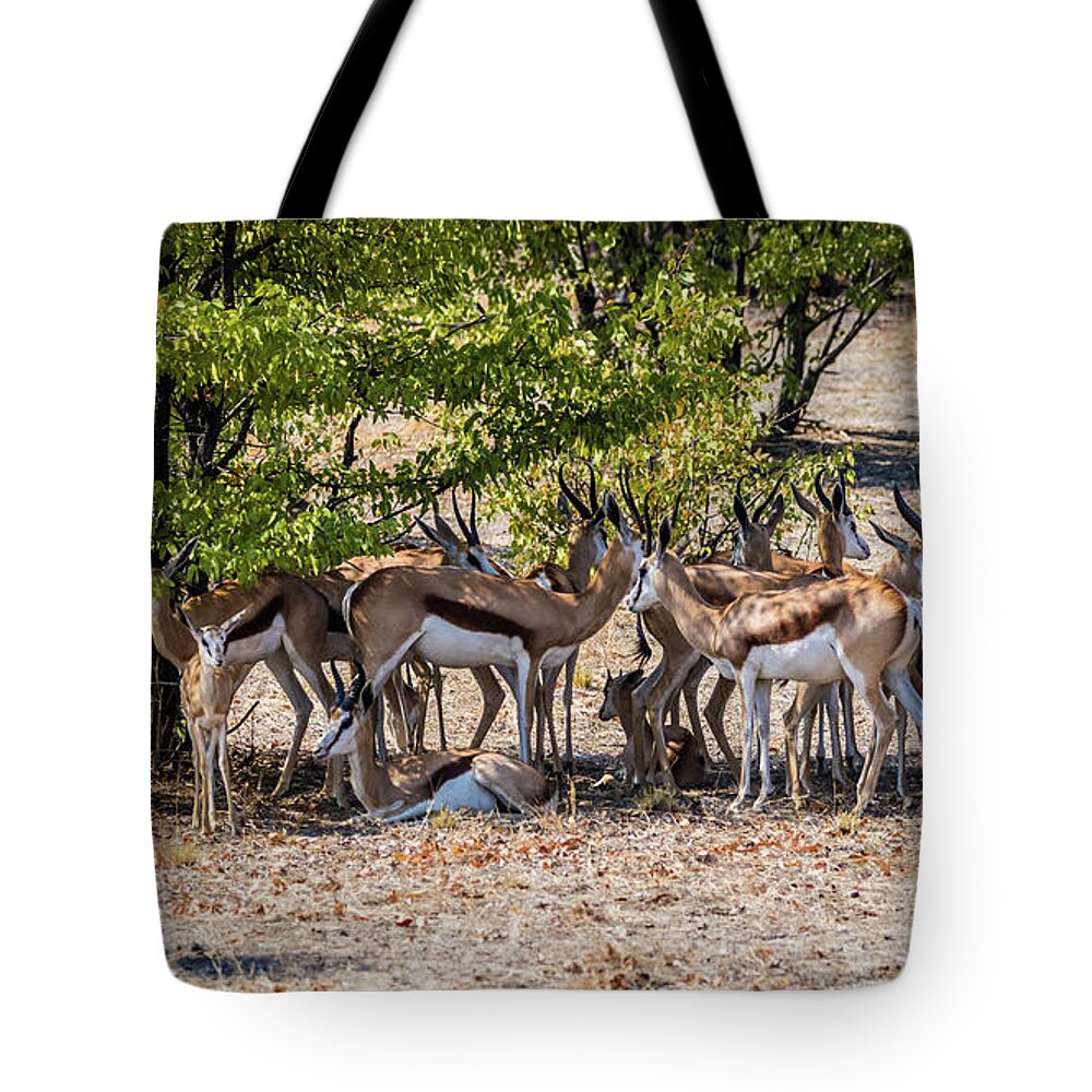Springbok Tote Bag featuring the photograph A herd of springboks, Namibia by Lyl Dil Creations