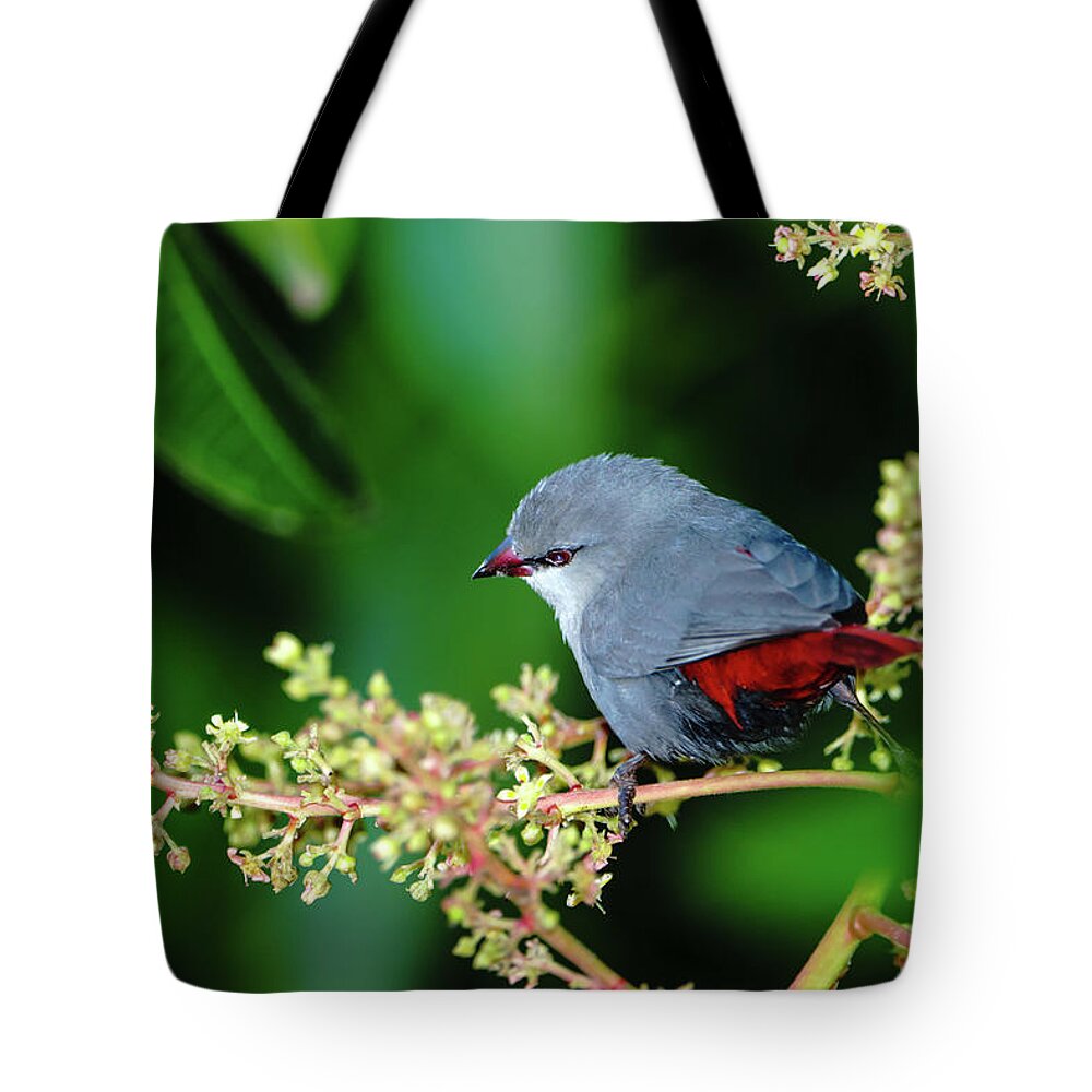 Hawaii Tote Bag featuring the photograph A Lavender Waxbill by John Bauer