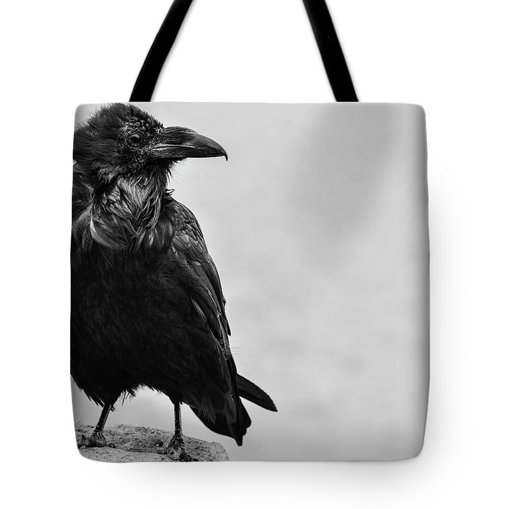  Tote Bag featuring the photograph A life of a Raven by Rae Ann M Garrett