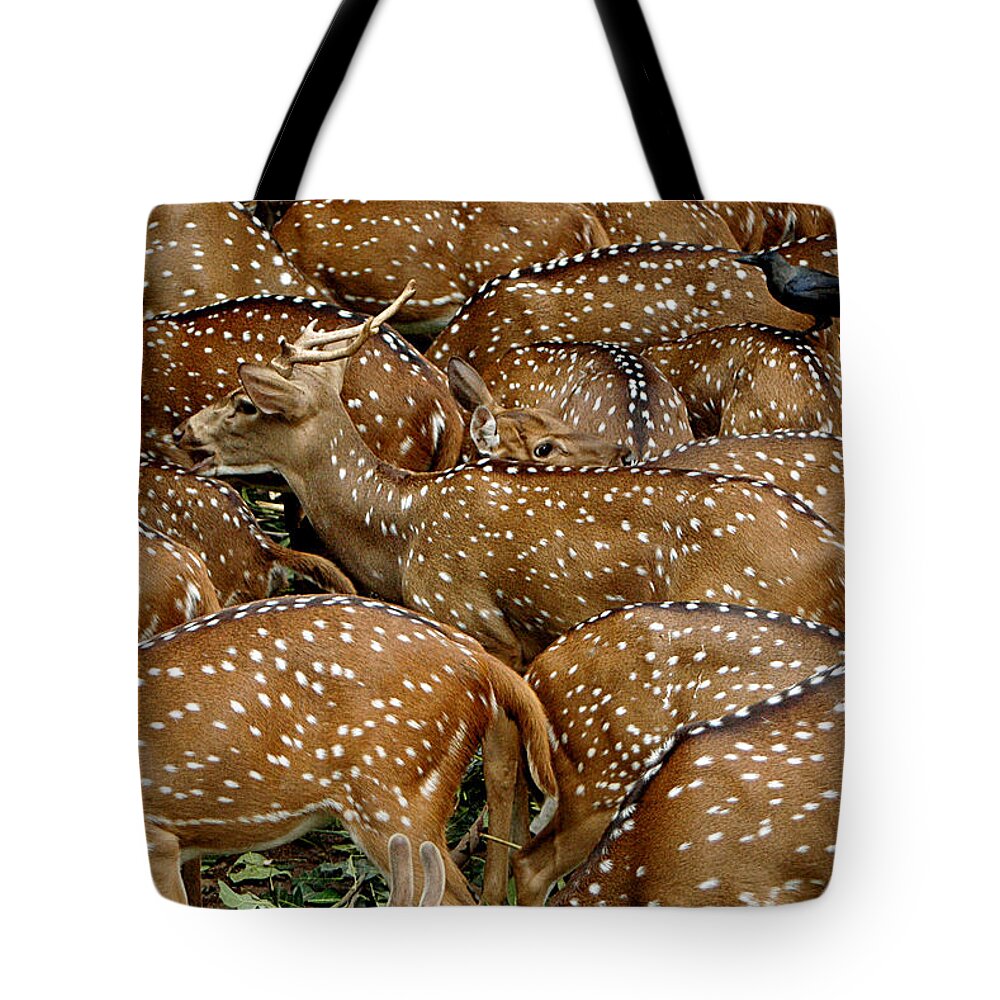 Animal Themes Tote Bag featuring the photograph A Lot Of Deer And One Crow by Photograph © Ulrike Henkys