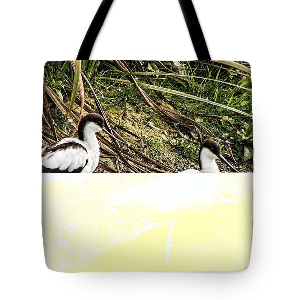 Avocet Tote Bag featuring the photograph A Pair Of Avocet by Jeff Townsend