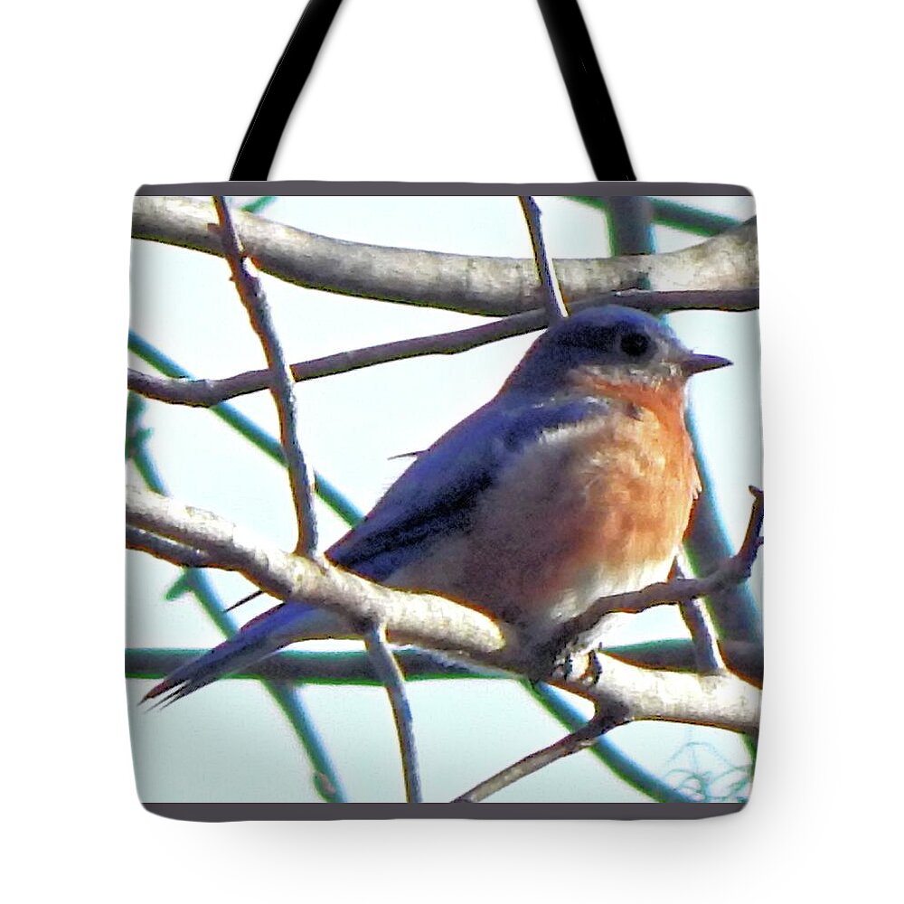 Birds Tote Bag featuring the photograph A Perfect Pose by Karen Stansberry