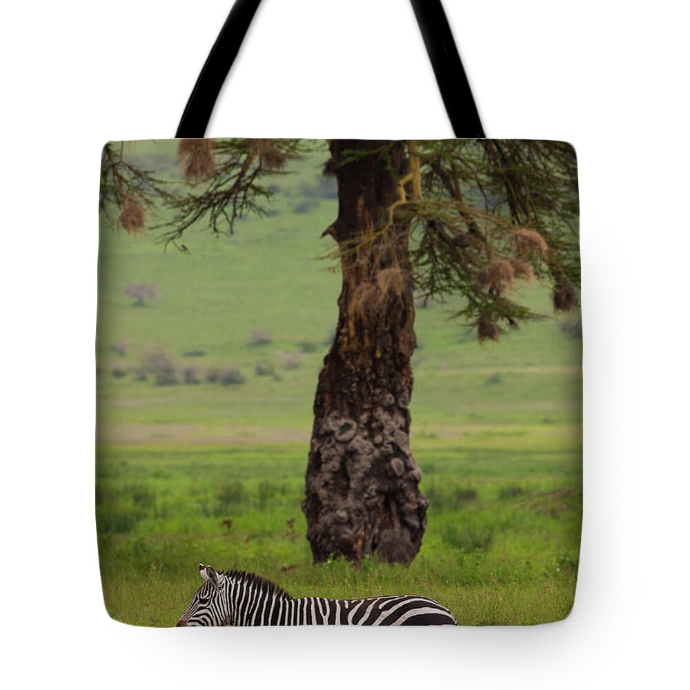Plains Zebra Tote Bag featuring the photograph A Plains Zebra In Ngorongoro by Mint Images - Art Wolfe