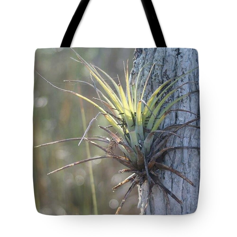 Florida Tote Bag featuring the photograph A Ray of Sunshine by Lindsey Floyd