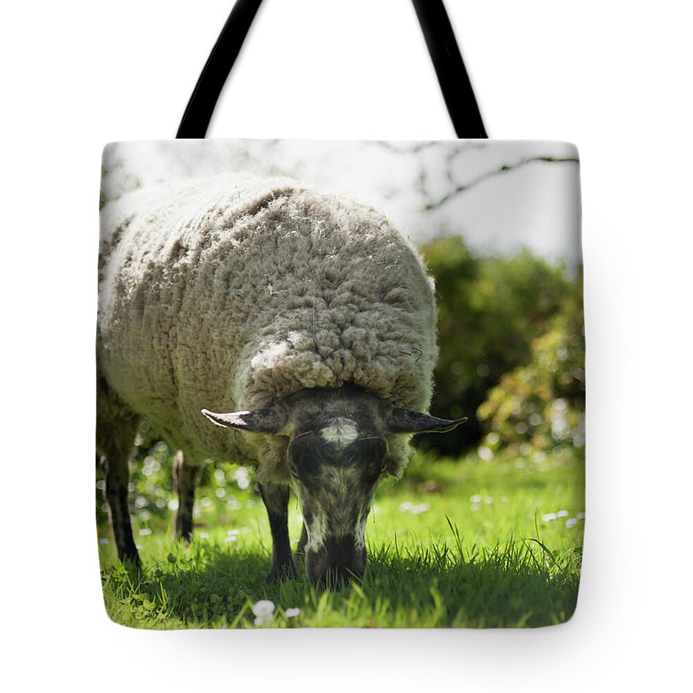 Vancouver Island Tote Bag featuring the photograph A Sheep Grazes On The Grass by Helene Cyr / Design Pics