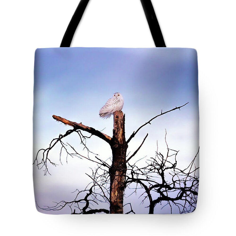 Snowy Owl Tote Bag featuring the photograph A Snowy Sunset by Susan Rissi Tregoning