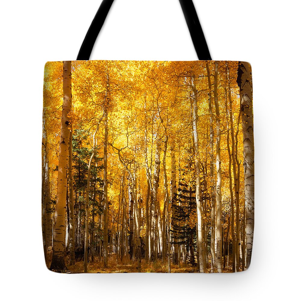 Aspen Grove Tote Bag featuring the photograph A Walk In The Autumn Gold by Saija Lehtonen