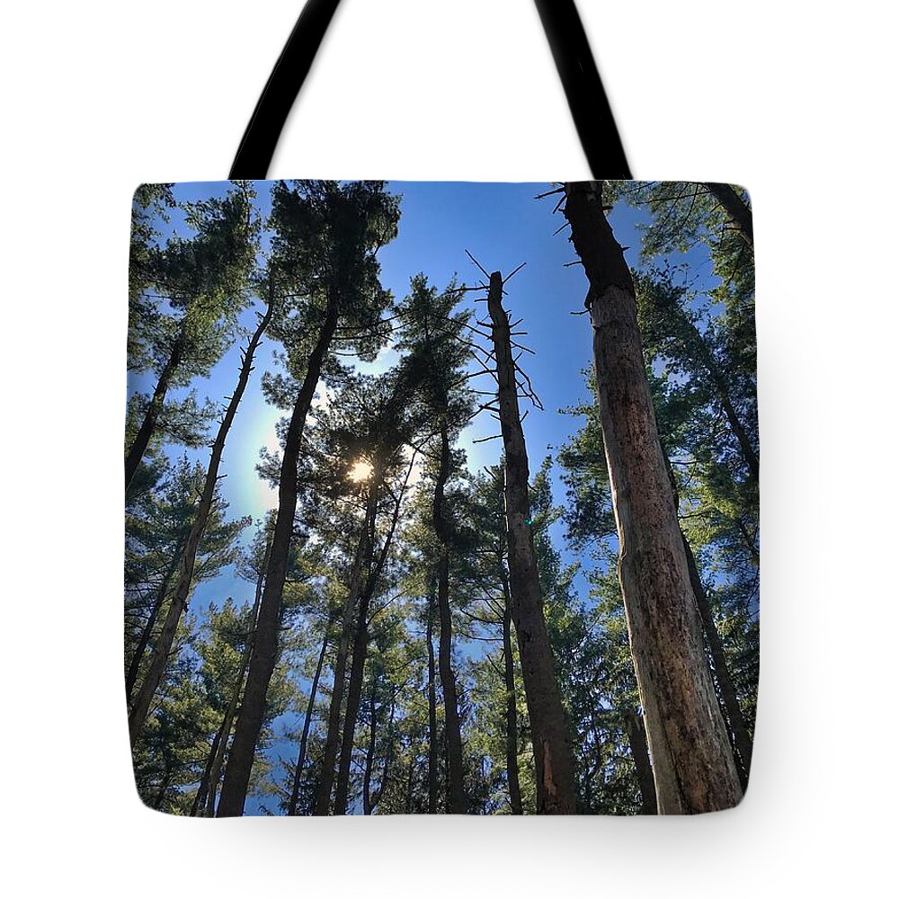  Tote Bag featuring the photograph A Walk in the Pines by Jack Wilson