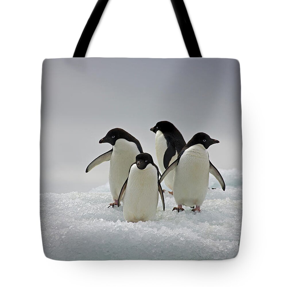 Iceberg Tote Bag featuring the photograph Adelie Penguins On Ice Flows Paulette by Darrell Gulin