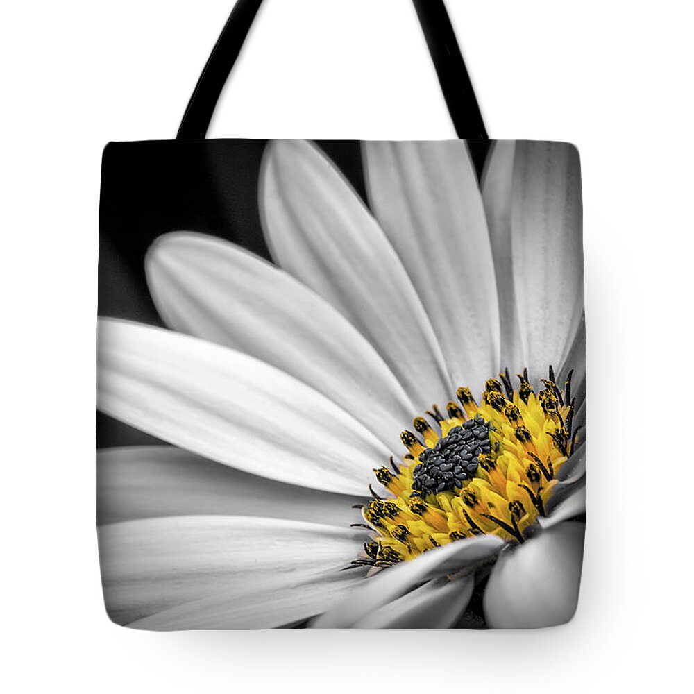 Osteospermum Tote Bag featuring the photograph African Daisy 3 by Nigel R Bell