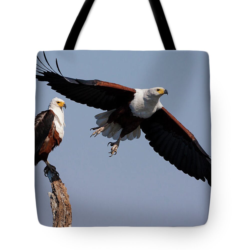 Botswana Tote Bag featuring the photograph African Fish Eagles, Chobe National by Mint Images/ Art Wolfe