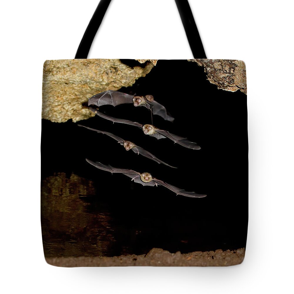 Africa Tote Bag featuring the photograph African Trident Bats by Ivan Kuzmin