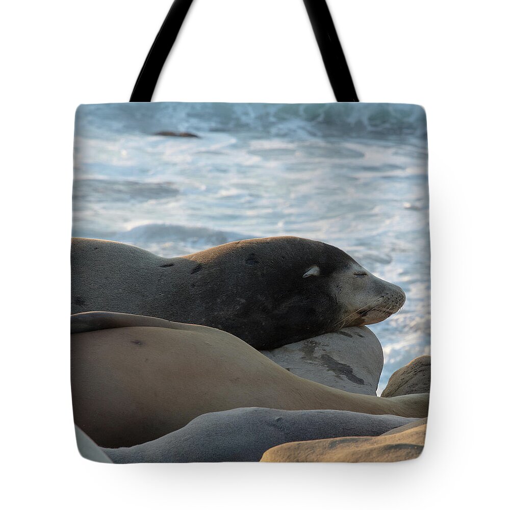 Sea Lion Tote Bag featuring the photograph Afternoon Snooze by Liz Albro