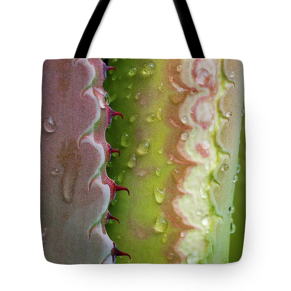 Jeff Foott Tote Bag featuring the photograph Agave Leaf With Dew by Jeff Foott