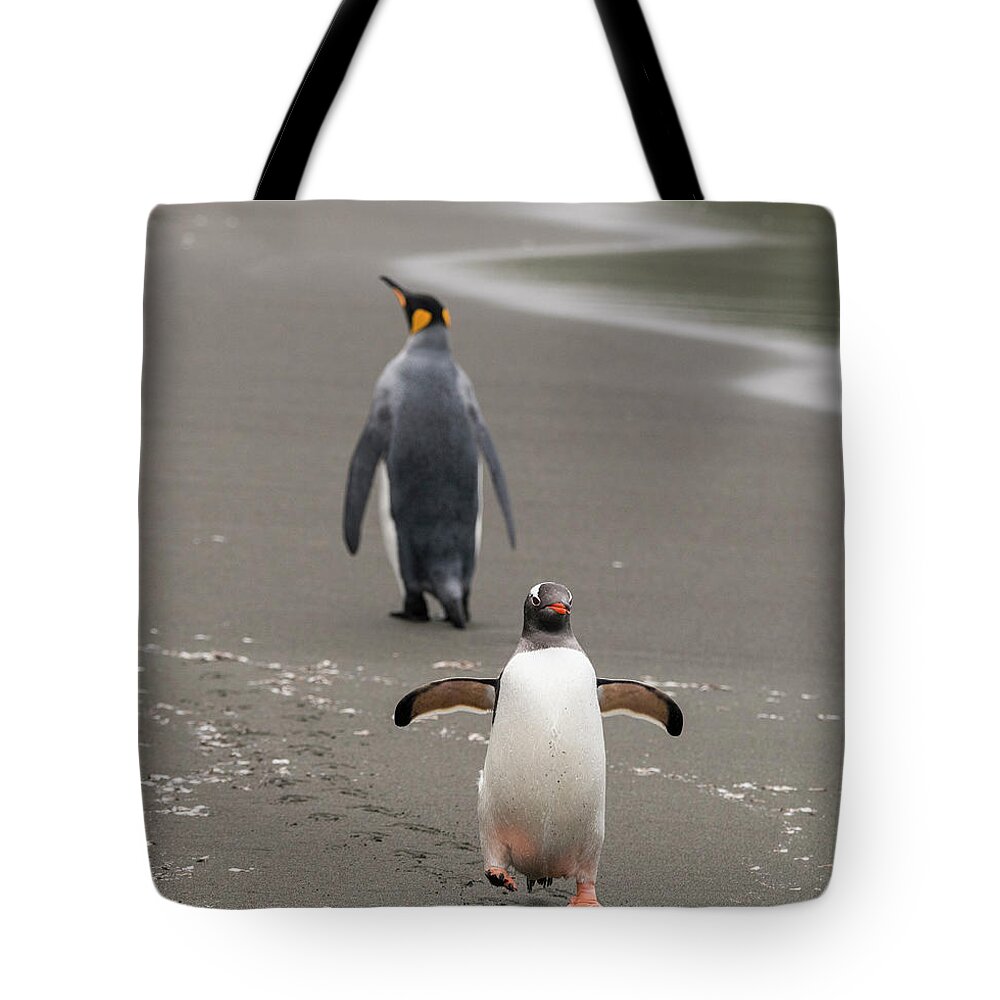 Penguin Tote Bag featuring the photograph Agree to Disagree by Alex Lapidus