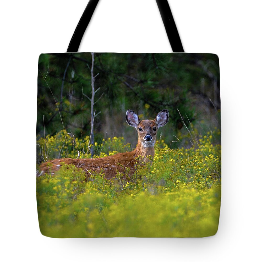 Wildlife Tote Bag featuring the photograph Alert Fawn by Cathy Kovarik