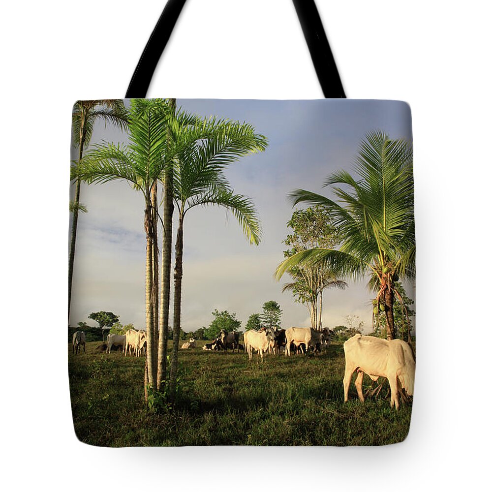 Tropical Rainforest Tote Bag featuring the photograph Amazon Tropical Rainforest With Cattle by G01xm