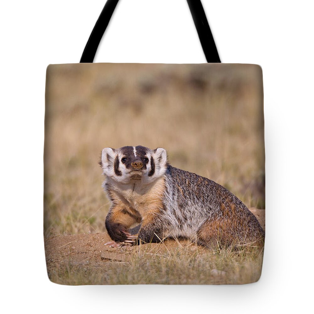 American Badger Tote Bag featuring the photograph American Badger by James Zipp
