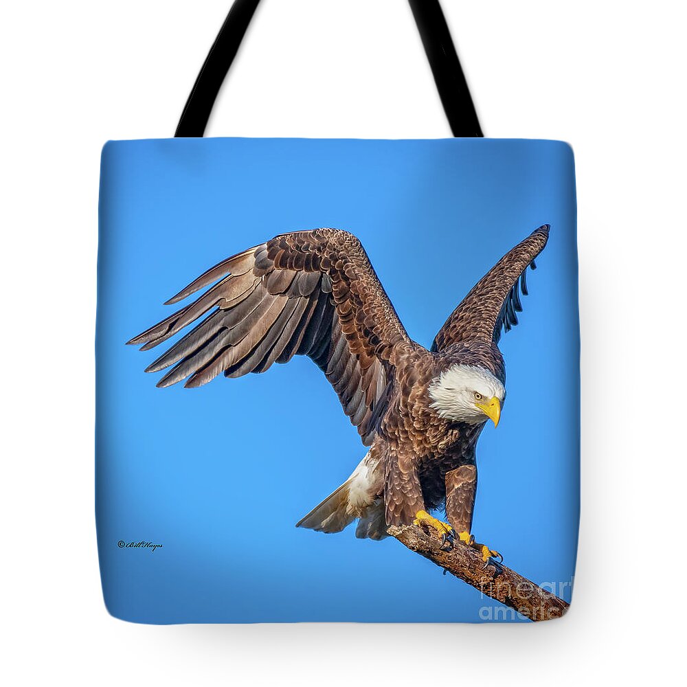 Eagles Tote Bag featuring the photograph American Bald Eagle Incoming by DB Hayes