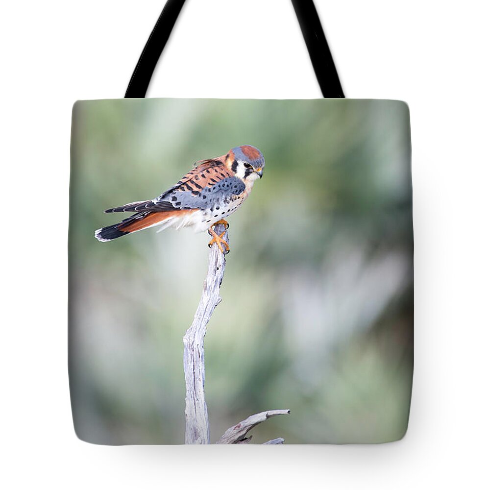 Kestrel Tote Bag featuring the photograph American Kestrel by Valerie Cason