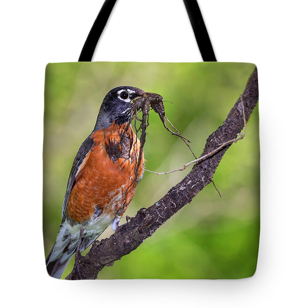 America Tote Bag featuring the photograph American Robin With Nesting Material by Ivan Kuzmin