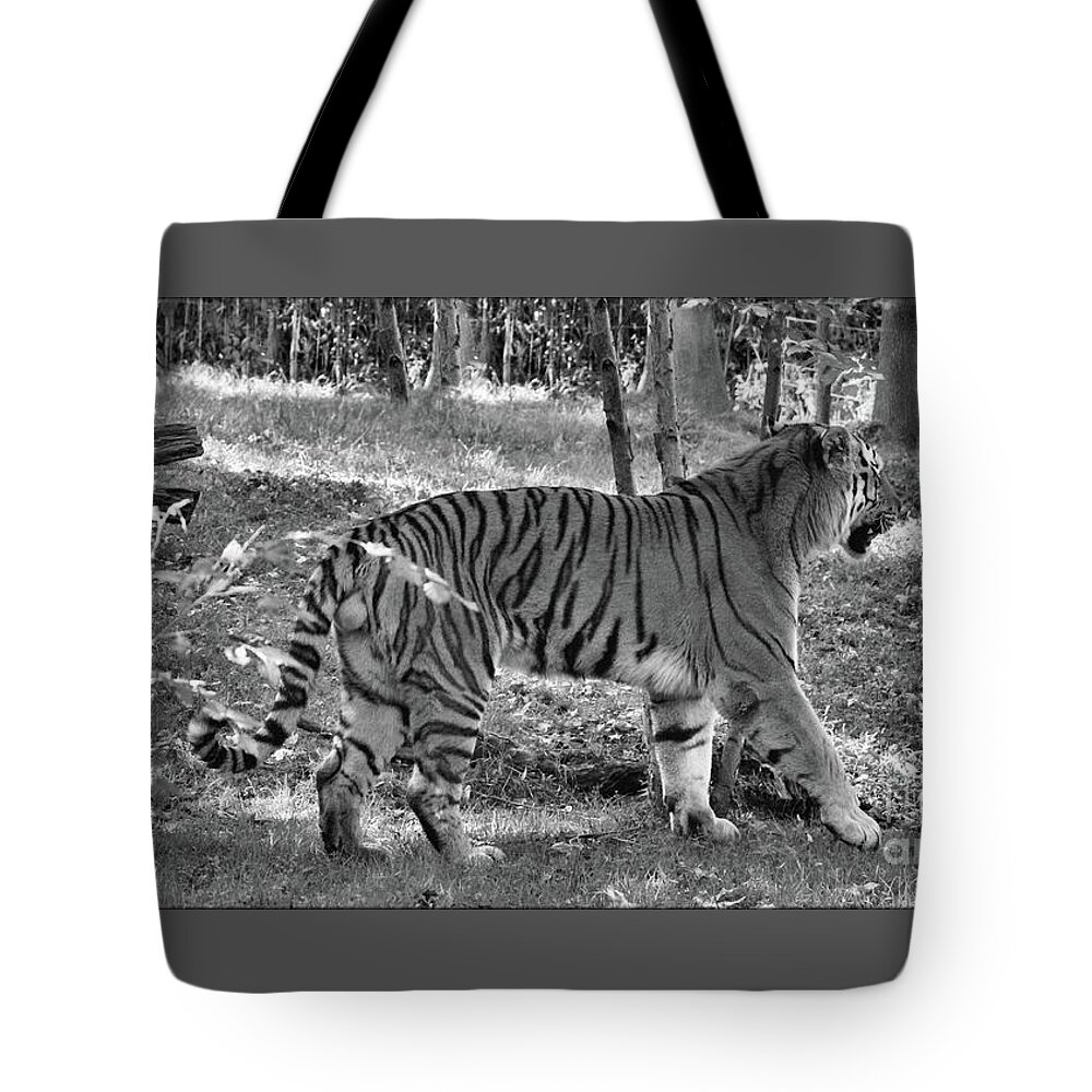 Panthera Tigris Altaica Tote Bag featuring the photograph Amur Tiger On The Prowl, Panorama by Sandra Huston