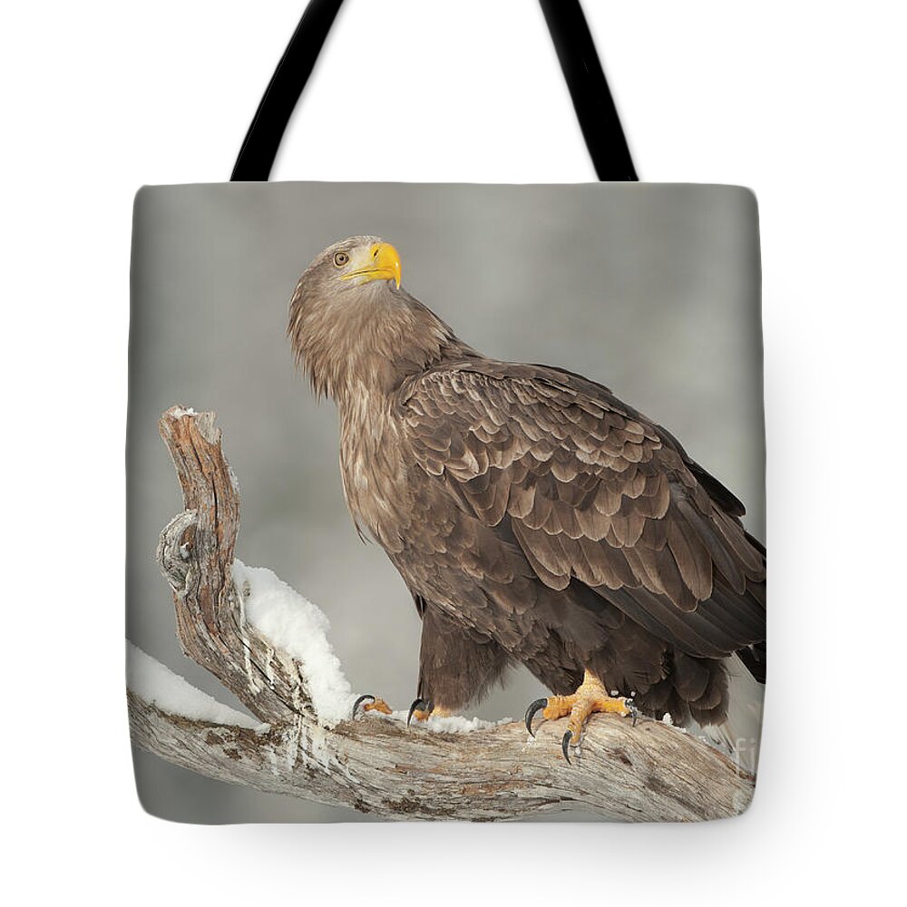 Snow Tote Bag featuring the photograph An Eagle Perched On A Snow-covered by Andy Astbury
