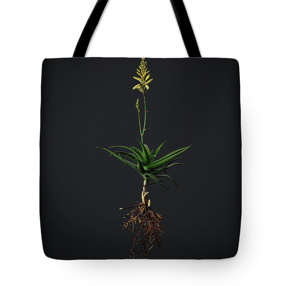 Black Background Tote Bag featuring the photograph An Uprooted Flowering Aloe by David Malan