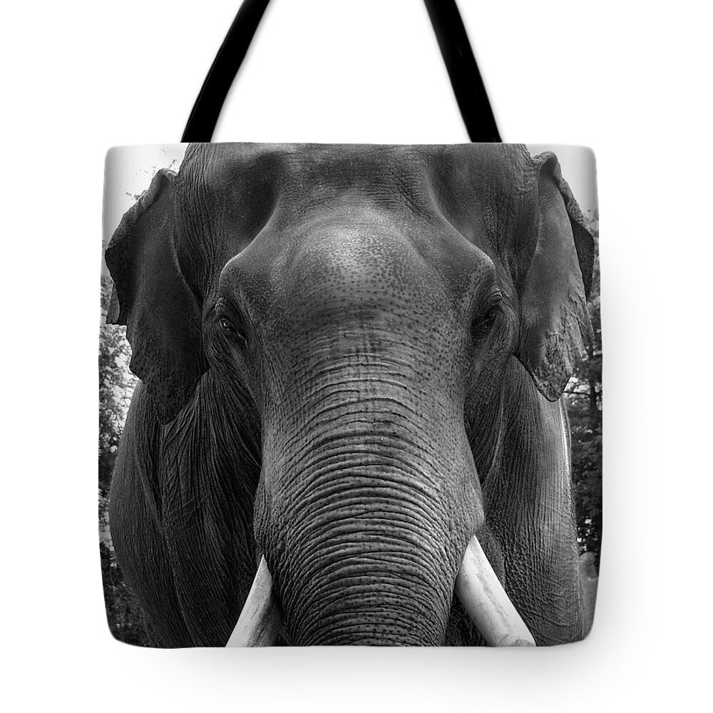 Animal Trunk Tote Bag featuring the photograph Ancient Memory by T-lorien