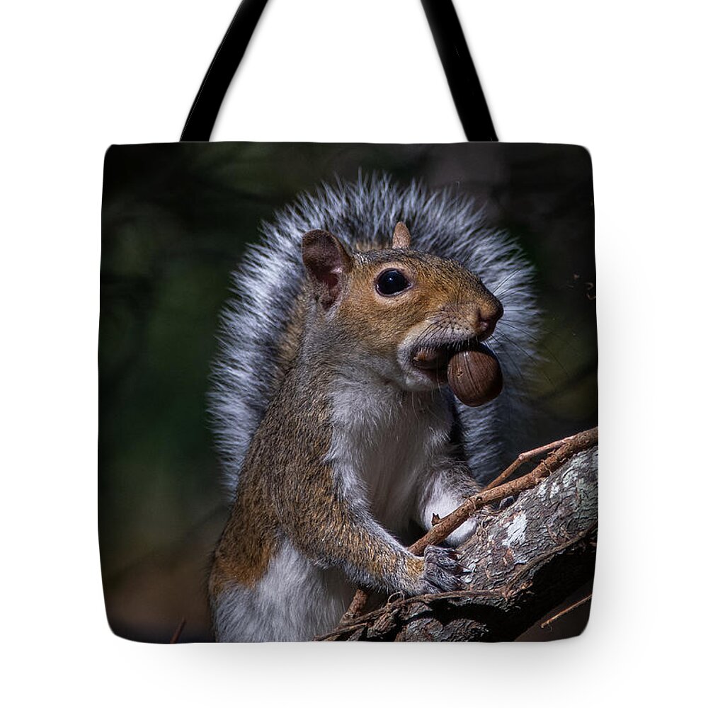 Squirrel Tote Bag featuring the photograph Angel Squirrel by Linda Bonaccorsi