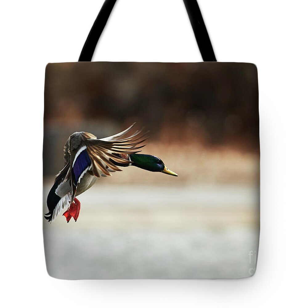 Ducks Tote Bag featuring the photograph Approaching by Robert WK Clark