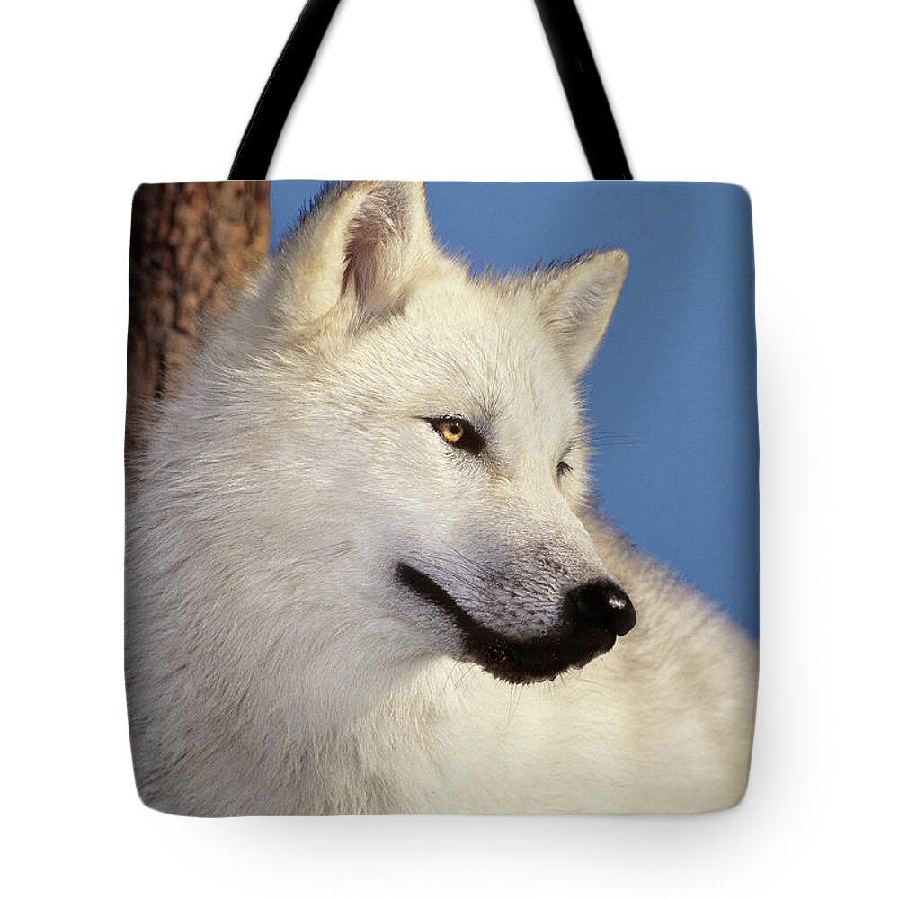 Arctic Wolf Tote Bag featuring the photograph Arctic Wolf Portrait wildlife rescue by Dave Welling