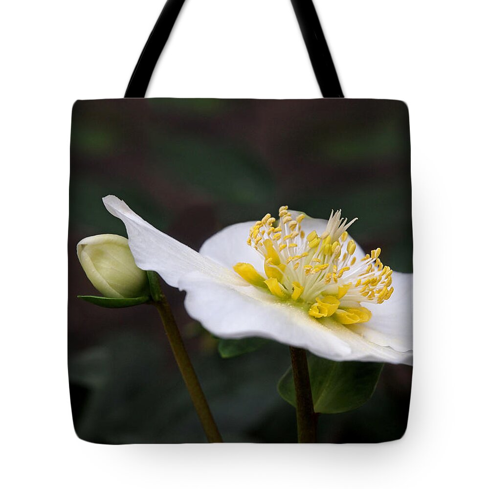 White Flowers Tote Bag featuring the photograph White Hellebore by Gill Billington