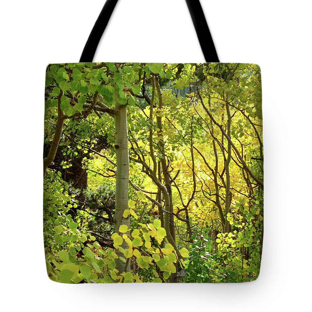 Colorado Tote Bag featuring the photograph Aspens Beckoning by Amelia Racca