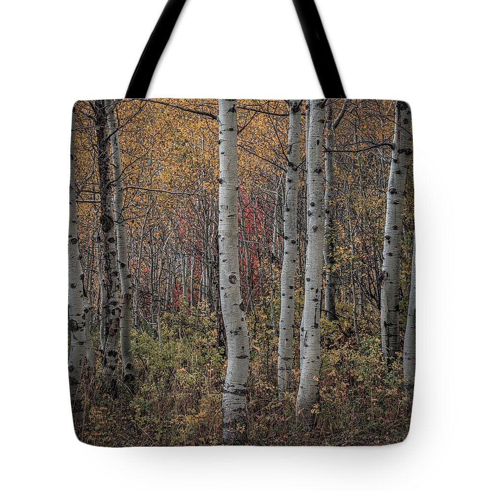 Aspens Tote Bag featuring the photograph Aspens by Laura Hedien