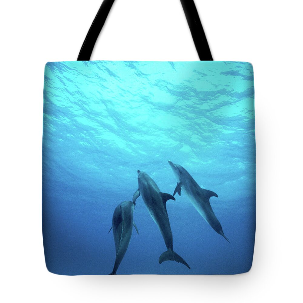 Underwater Tote Bag featuring the photograph Atlantic Spotted Dolphins Underwater by Stuart Westmorland