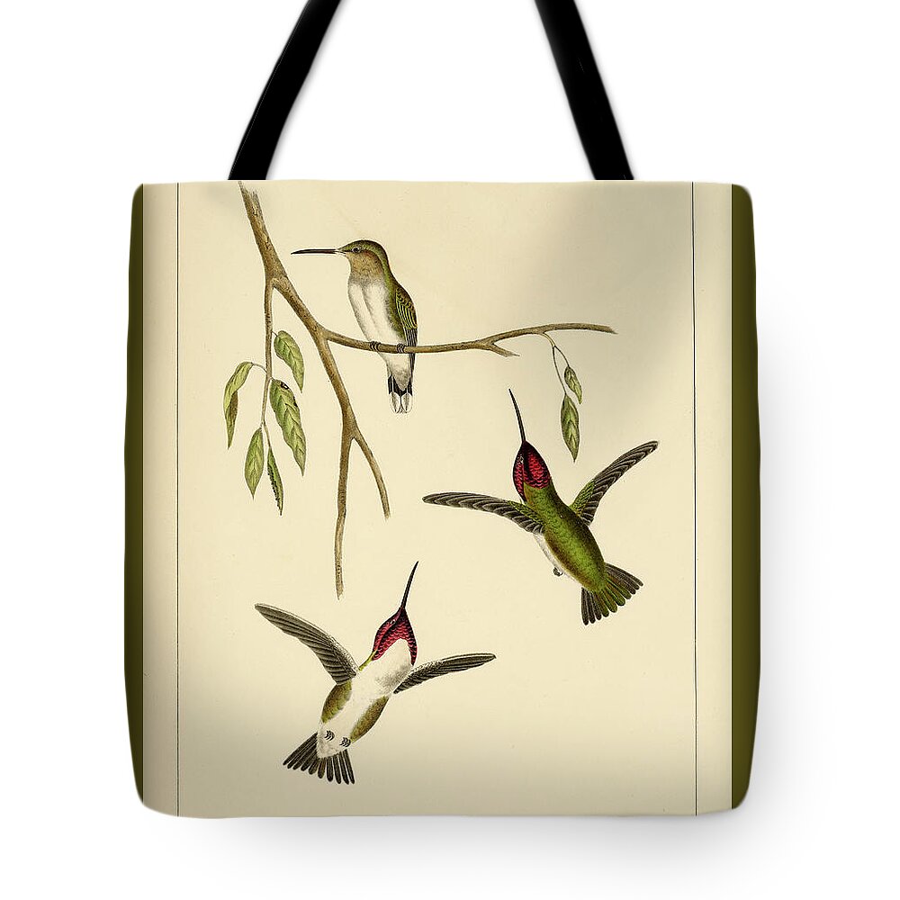 Birds Tote Bag featuring the mixed media Atthis Costae by Bowen and Co lith and col Phila