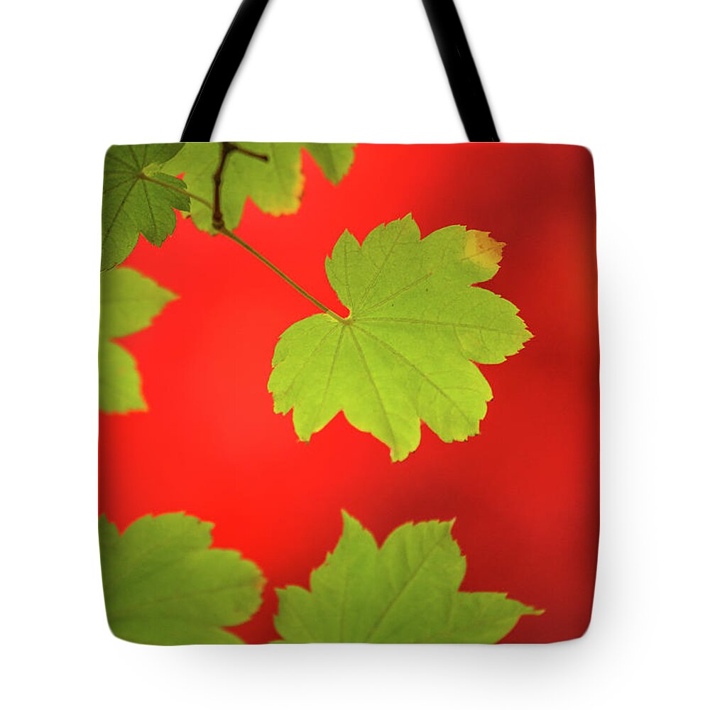 Nature Tote Bag featuring the photograph Autumn by Bob Cournoyer