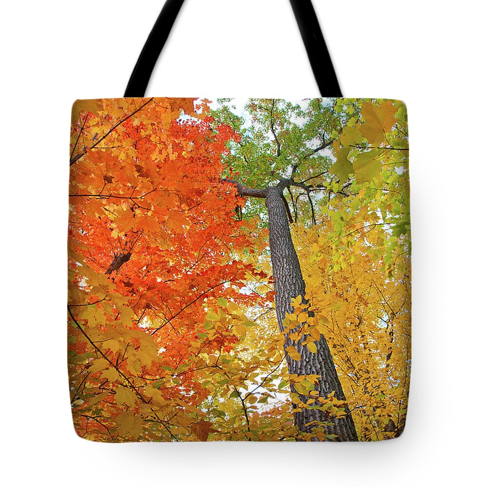 Autumn Tote Bag featuring the photograph Autumn Classic by Billy Knight