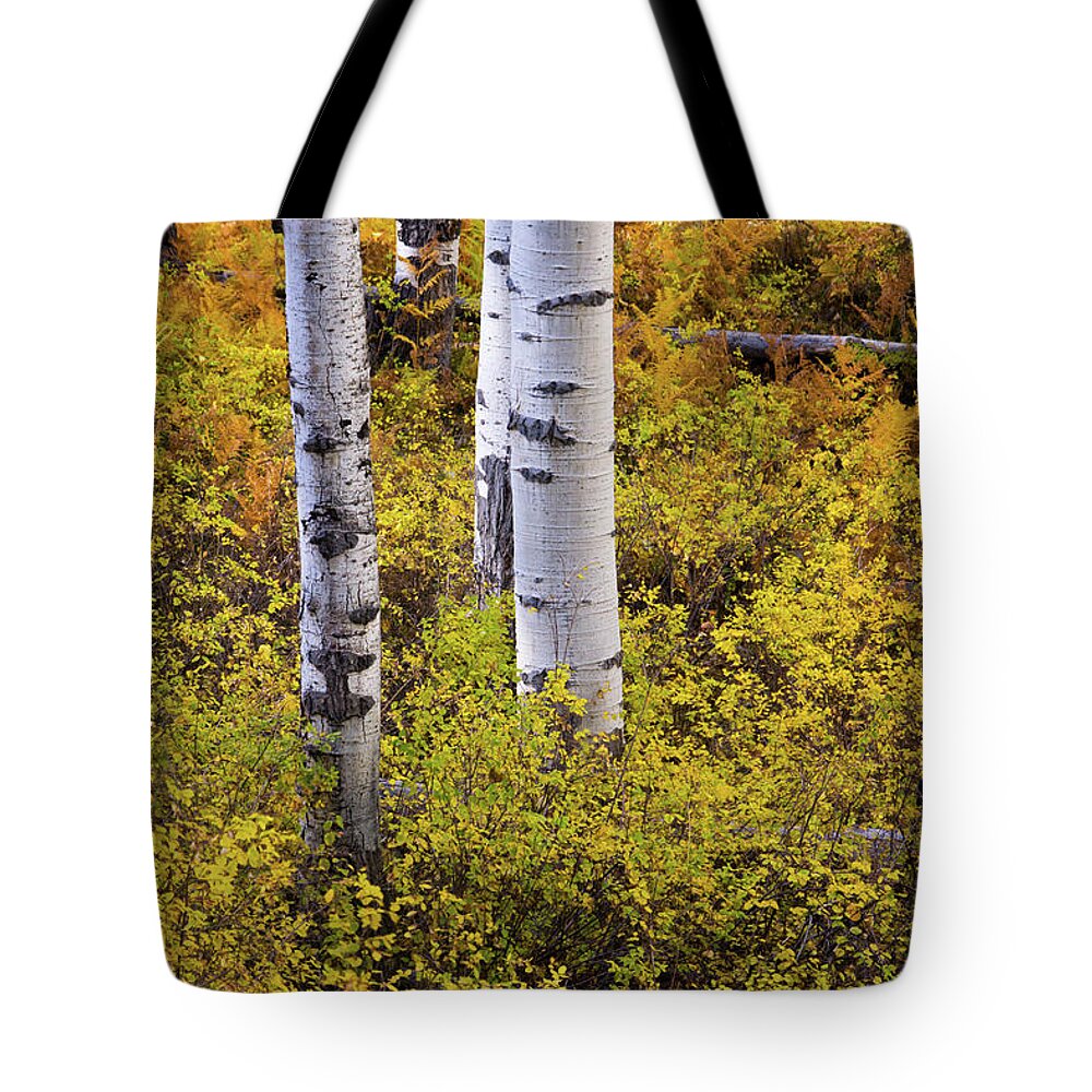 America Tote Bag featuring the photograph Autumn Contrasts by John De Bord