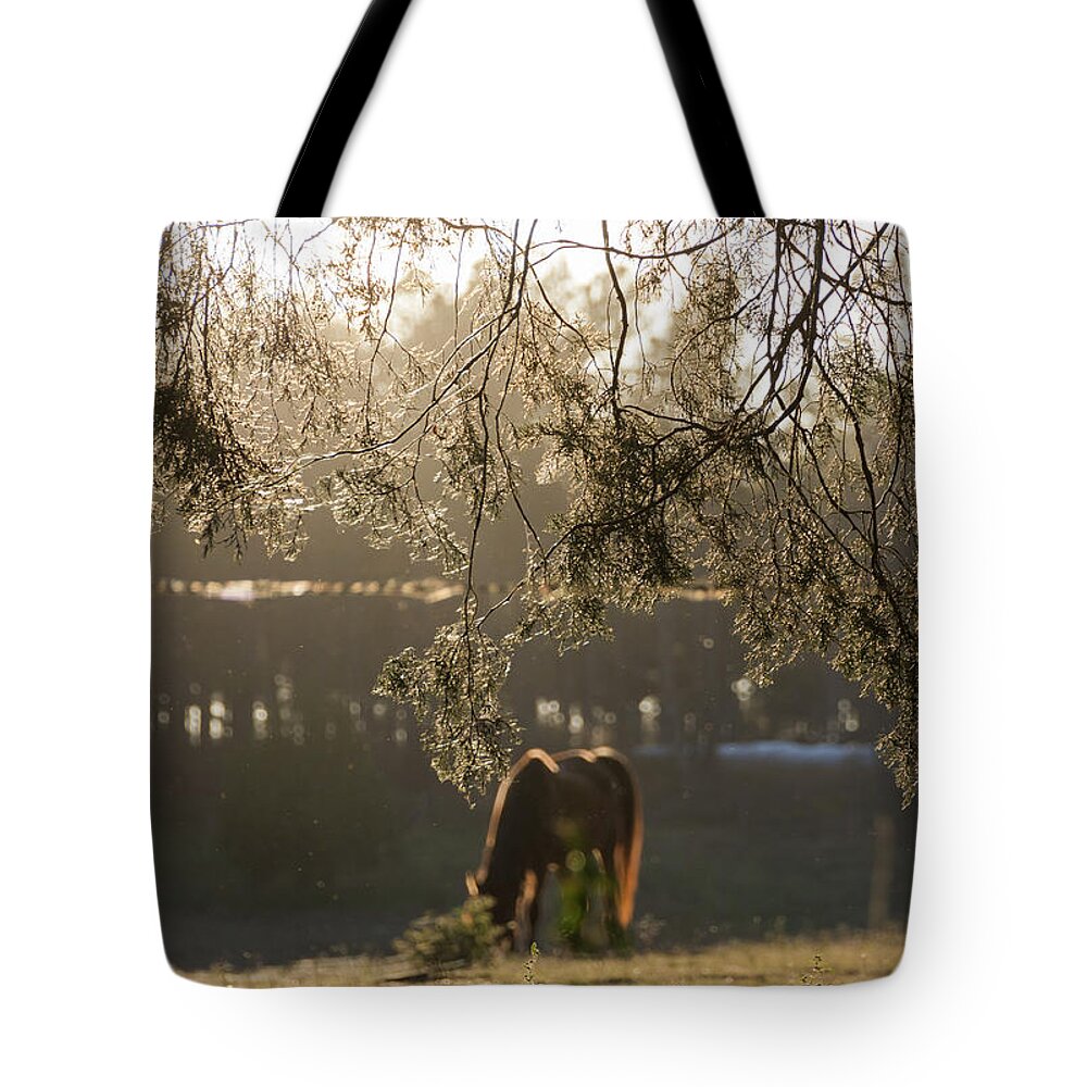 Silhouette Tote Bag featuring the photograph Autumn Feelings 2 by Andrea Anderegg