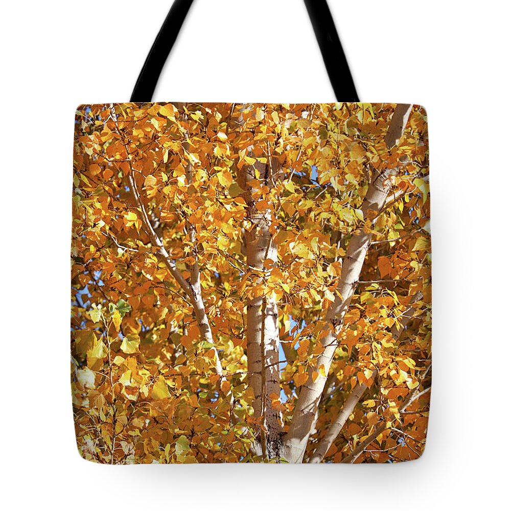 Yellow Tote Bag featuring the photograph Autumn Golden Leaves by Carol Groenen