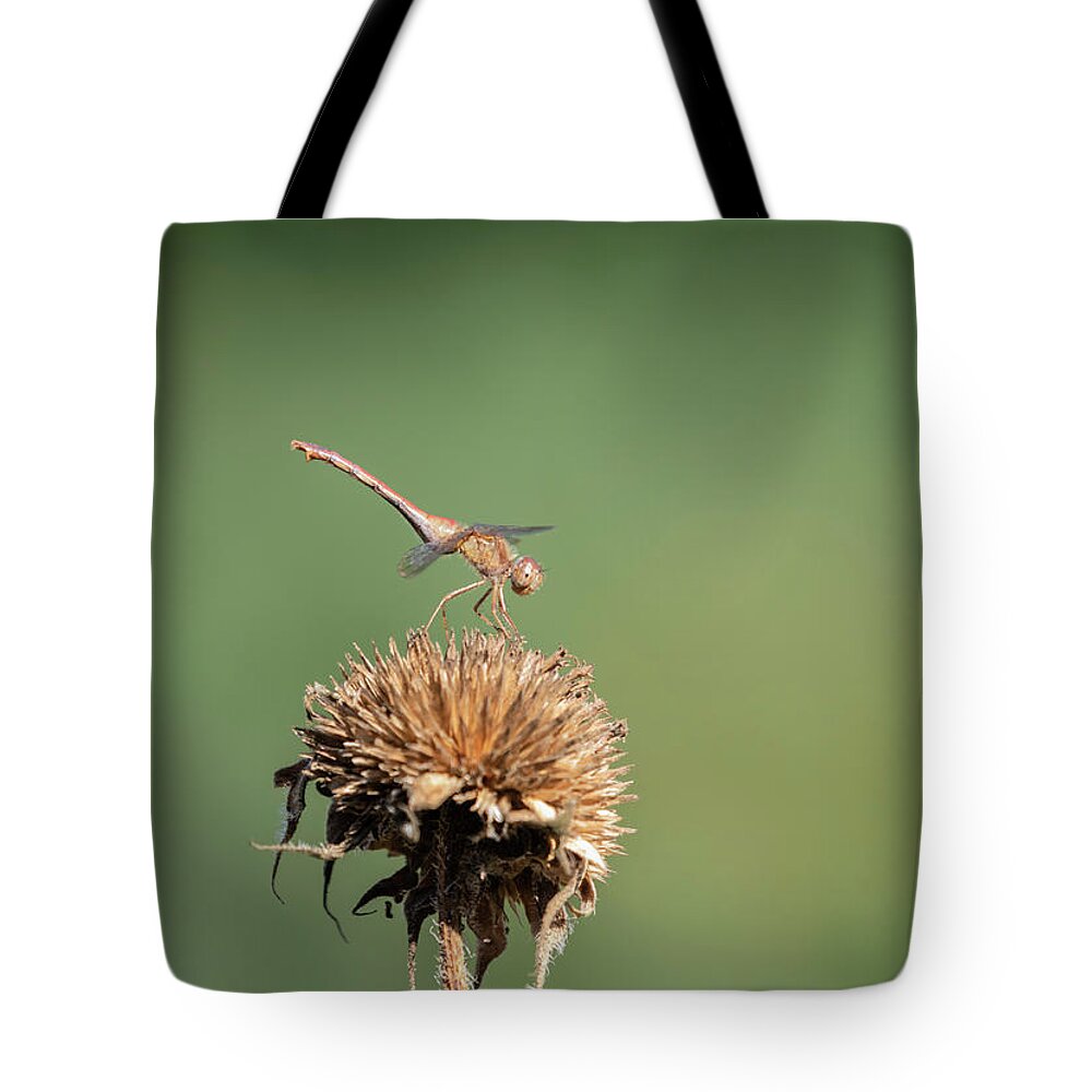 Female Autumn Meadowhawk Tote Bag featuring the photograph Autumn Meadowhawk 2018-2 by Thomas Young