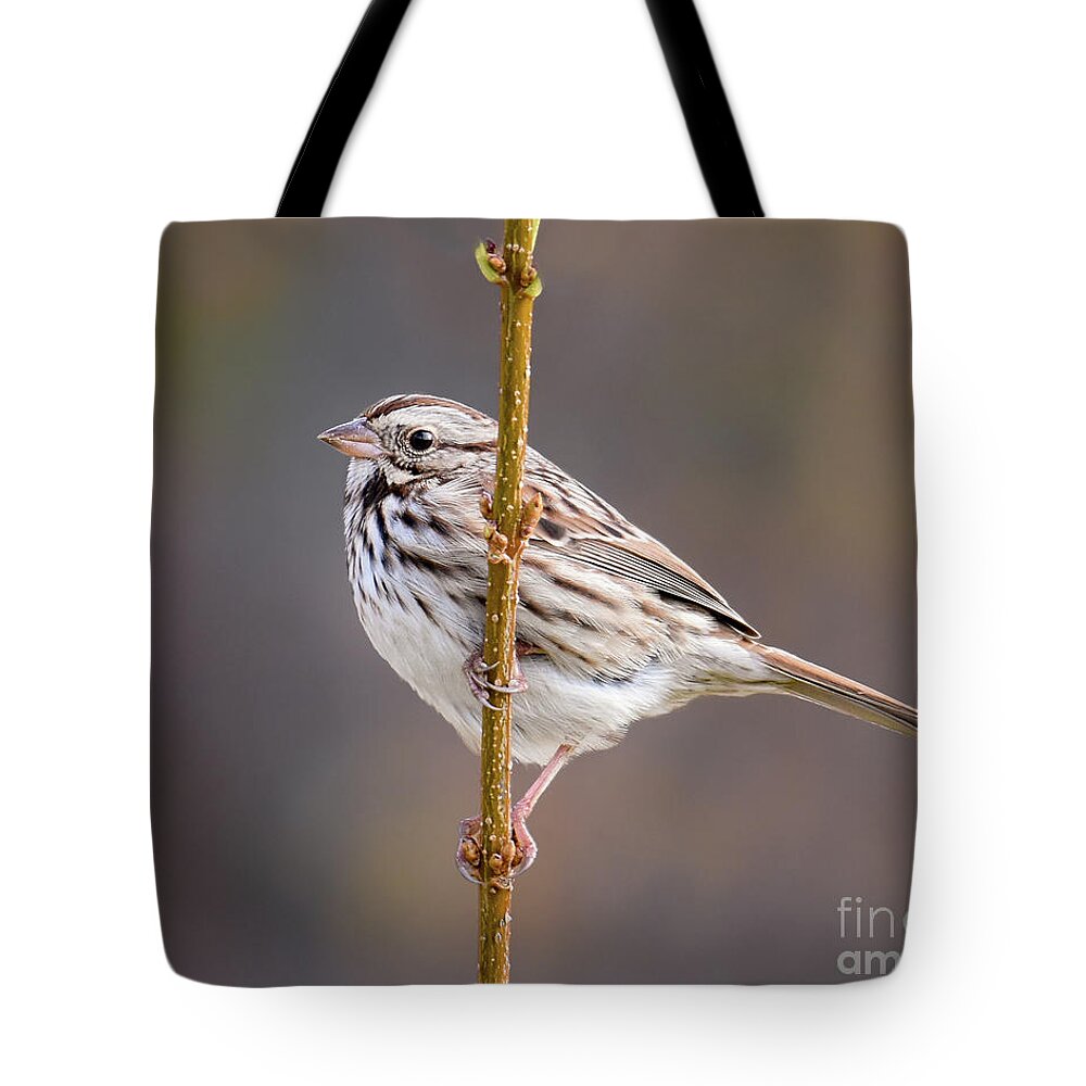 Song Sparrow Tote Bag featuring the photograph Autumn Song Sparrow by Amy Porter